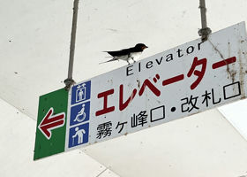 alt 4