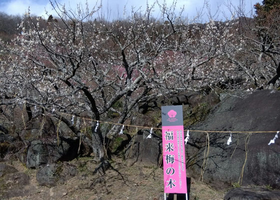 霧筑波