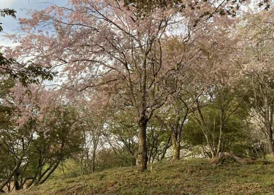 蔵王桜
