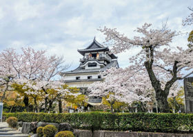 能登初桜＋天狗舞 签到 3