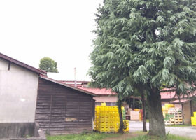 alt 3