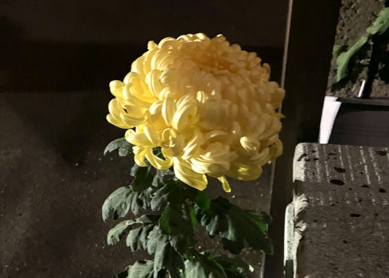 総乃寒菊