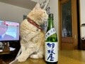 ひなた