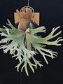 hakanai