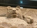カニタイマー