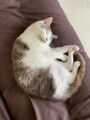 らむずへっど