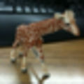 tokyo_giraffe