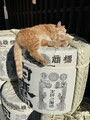 猫酒